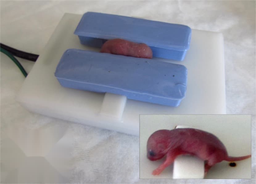 新生小鼠心电图监测系统