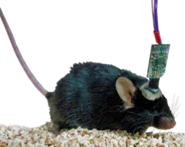 大小鼠脑电肌电测量系统缩略图2