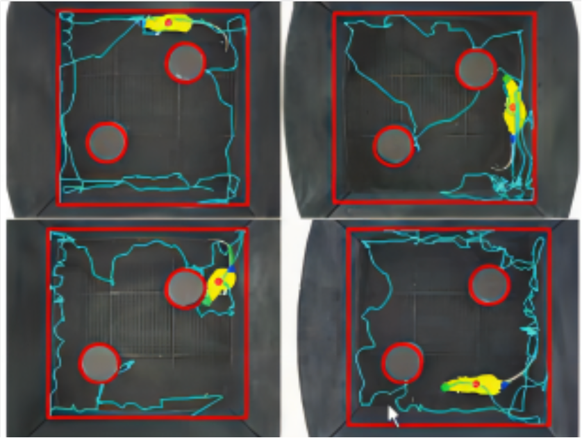 大小鼠新物体识别箱